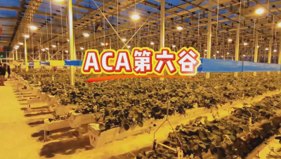 #ACA第六谷 模式，打造#ACA作物工厂，规划建园到栽培种植水肥管理一站式服务！#可控农业 #华维集团