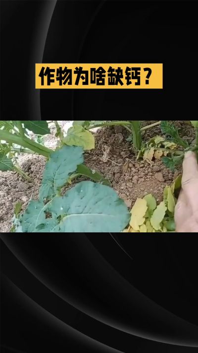 地里明明不缺钙，为啥农作物还会缺钙？