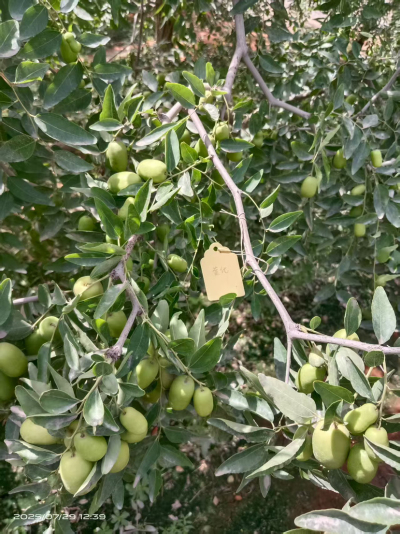 这是棵黄化树，艾乐根处理，100毫升，树盘开浅沟（10㎝），兑水35斤冲施，埋沟。现在产量很棒