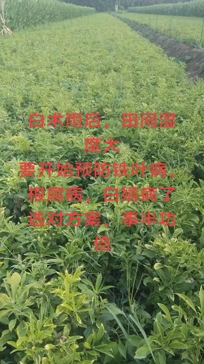 雨期过后白术病害要防治了
预防铁叶病，白娟病
现在也进入了膨大期
可以打膨大的