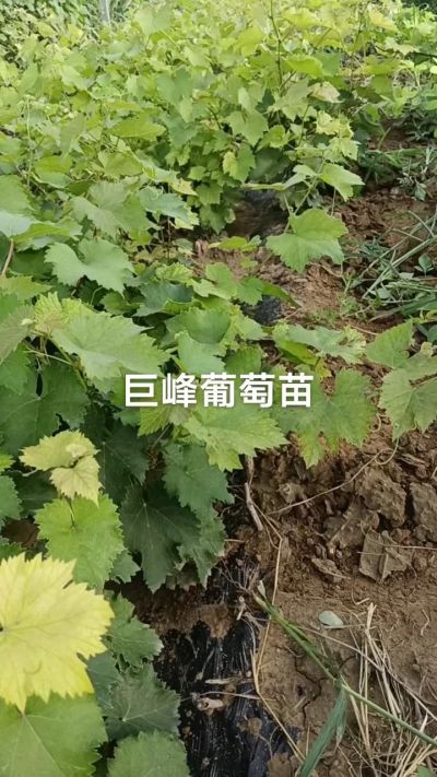 巨峰葡萄苗。一年扦插苗。需要联系。苗圃基地直销！需要联系18534302961