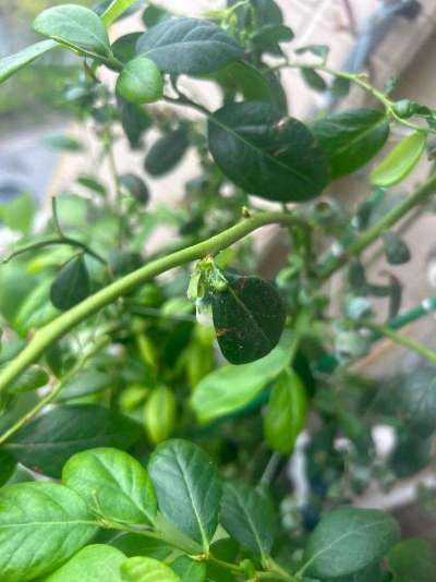 蓝莓白粉虱：从识别到防治的全指南
