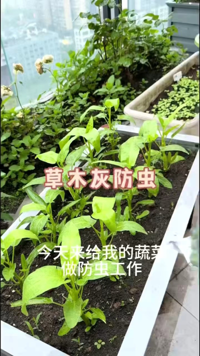 草木灰防虫，防根腐病