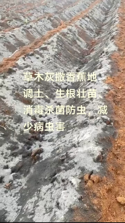 [太阳]纯植物草木灰源头厂家，草木灰广泛适用于各类农作物，是性价比很高的有机肥