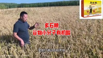 多石粮--谷物小分子有机酸
水稻/小麦，分蘖期 孕穗期 灌浆期 ，使用3次，增产看得见