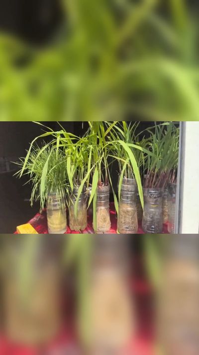 微生物菌剂，出厂前每克添加5亿微生物。最新实验生根育苗，保证不烧苗，促进毛细根增长，抑制病虫害，疏松土壤，保水保肥。近期需要用肥的老板提前联系，19331068337微信同步。