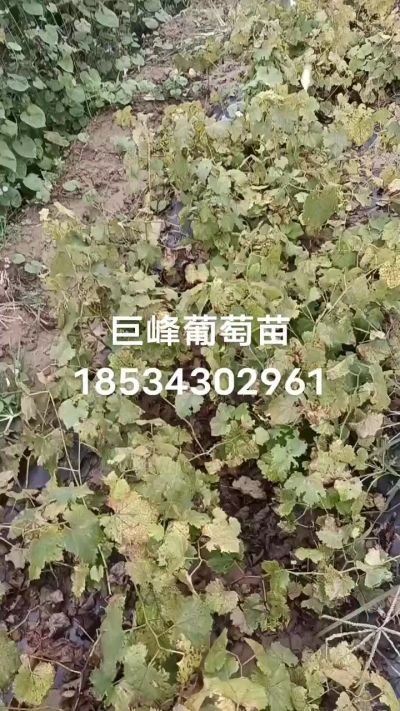 出售早熟巨峰葡萄苗。药用连翘苗，科研五号优质种苗，2/5年苗，药用连翘树，挂果树，全国包邮到家！财富密码18534302961