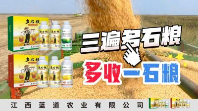 冬季种植，油菜，小麦，草莓等作物的，出现了除草剂药害，黄叶，僵苗，苗不长等问题，马上用多石粮，确保5天见到效果。