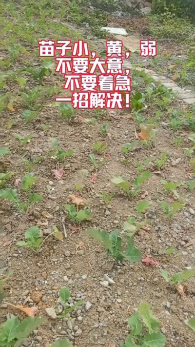 油菜苗子弱苗子小，就用多石粮，5天见效果。