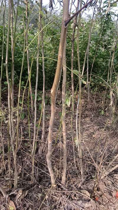 出售臭椿苗，巨峰葡萄苗。药用连翘苗，科研五号优质种苗，2/5年苗，药用连翘树，挂果树，全国包邮到家！财富密码18534302961