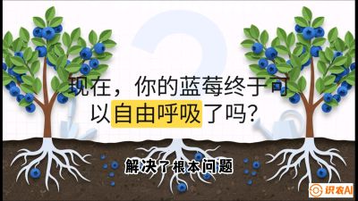 第3节：别把树&ldquo;憋死&rdquo;&mdash;&mdash;正确的定植与换盆手法,   课程：《蓝莓&ldquo;高产&rdquo;实战课：从选苗到丰收的10个关键点》