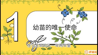 第6节：修剪决定产量（上）&mdash;&mdash;幼苗期与生长期修剪， 课程：《蓝莓&ldquo;高产&rdquo;实战课：从选苗到丰收的10个关键点》