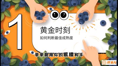 第10节：完美的&ldquo;果粉&rdquo;&mdash;&mdash;采摘时机与保鲜， 课程：《蓝莓&ldquo;高产&rdquo;实战课：从选苗到丰收的10个关键点》