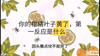 第一节：保命生死线&mdash;&mdash;黄龙病与木虱，课程：《柑橘十大病虫害：从入门到精通》