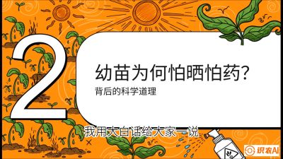 第02节：幼树管理&mdash;&mdash;&ldquo;防晒又防草，树势起得早&rdquo;，课程：《槟榔种植：从不懂到精通的10堂必修课》