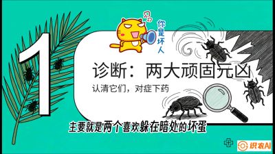 第06节：顽固虫害防治&mdash;&mdash;&ldquo;钻心虫与红蜘蛛，打准时间才服输&rdquo;《槟榔种植：从不懂到精通的10堂必修课》