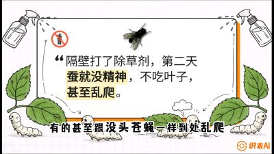 第05节：养蚕人的&ldquo;排雷战&rdquo;&mdash;&mdash;除草剂的生死禁忌，课程：《桑海淘金：桑树高产与蚕桑安全进阶实战课》