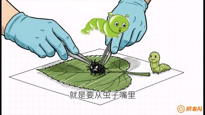 第07节：虫口夺叶（下）&mdash;&mdash;不得不打药时的&ldquo;解毒术&rdquo;，课程：《桑海淘金：桑树高产与蚕桑安全进阶实战课》