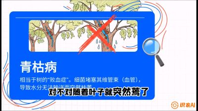 第08节：看不见的杀手&mdash;&mdash;青枯病与萎缩病，课程：《桑海淘金：桑树高产与蚕桑安全进阶实战课》