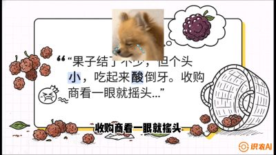 第10节：甜蜜的科学&mdash;&mdash;膨大、增甜与转色，课程：《桑海淘金：桑树高产与蚕桑安全进阶实战课》