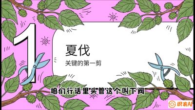 第11节：叶果双收&mdash;&mdash;特殊的夏伐与冬伐，课程：《桑海淘金：桑树高产与蚕桑安全进阶实战课》
