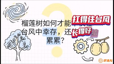 第四节：中国榴莲突围战：为生存重塑权型，抗台风矮化栽培与力学牵引，课程：《国产榴莲突围战：从泰国经验到中国实操的8堂必修课（高阶实战版）》