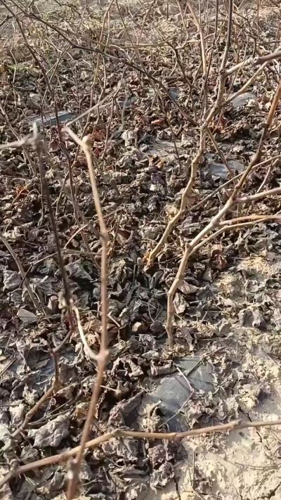 出售，巨峰葡萄苗。药用连翘苗，科研五号优质种苗，2/5年苗，药用连翘树，挂果树，全国包邮到家！财富密码18534302961