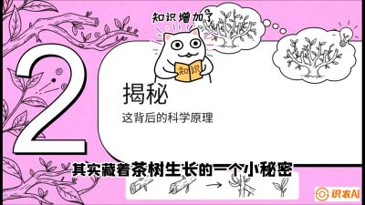 第04节（修剪篇）：树势复活术：从&ldquo;越剪越弱&rdquo;到&ldquo;枝繁叶茂&rdquo;的能量管理与夏秋茶逆袭，课程：《茶金时代：从&ldquo;看天吃饭&rdquo;到&ldquo;精准控局&rdquo;的茶叶高产提质实战课》