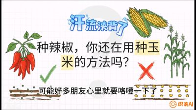 第1节：【品种定江山】工业辣椒vs小米辣：底肥公式与密度陷阱的&ldquo;百万生意经&rdquo;，课程：《辣椒种植实战特训营，从工业辣椒到精品小米辣，教你如何把&ldquo;草&rdquo;种成&ldquo;金&rdquo;》