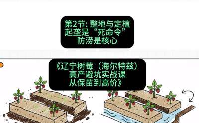 第二节： 整地与定植&mdash;&mdash;起垄是&ldquo;死命令&rdquo;，防涝是核心，课程：《辽宁树莓（海尔特兹）高产避坑实战课：从保苗到高价》