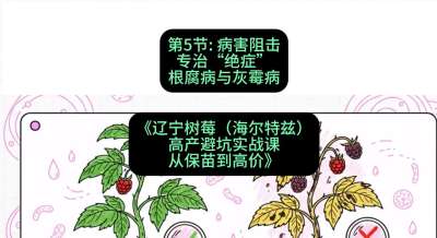 第五节： 病害阻击&mdash;&mdash;专治&ldquo;绝症&rdquo;根腐病与灰霉病，课程：《辽宁树莓（海尔特兹）高产避坑实战课：从保苗到高价》