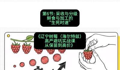 第六节： 采收与分级&mdash;&mdash;鲜食与加工的&ldquo;生死时速&rdquo;，课程：《辽宁树莓（海尔特兹）高产避坑实战课：从保苗到高价》