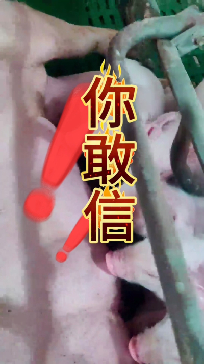 小猪抢不到奶，干瘦不长肉？成活率总上不去？😭
自从用上南商农科这款仔猪补奶机，再也没这烦恼！
✅ 一键设置下料参数，新手也能上手
✅ 恒温补奶，小猪抢着喝，长势超均匀
从车间精工组装到猪场落地使用，每