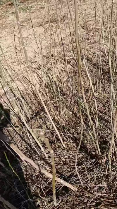 出售臭椿苗，巨峰葡萄苗。药用连翘苗，科研五号优质种苗，2/5年苗，药用连翘树，挂果树，全国包邮到家！财富密码18534302961