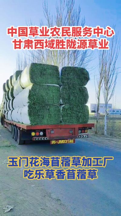 中国苜蓿草原产地批发苜蓿草 甘肃玉门胜陇源草业。18293765000