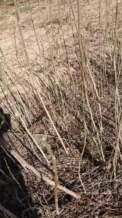 出售臭椿苗，巨峰葡萄苗。药用连翘苗，科研五号优质种苗，2/5年苗，药用连翘树，挂果树，全国包邮到家！财富密码18534302961