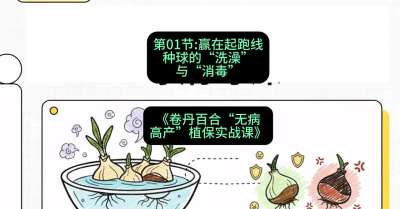 第01节：赢在起跑线&mdash;&mdash;种球的&ldquo;洗澡&rdquo;与&ldquo;消毒&rdquo;，课程：《卷丹百合&ldquo;无病高产&rdquo;植保实战课》#识农AI