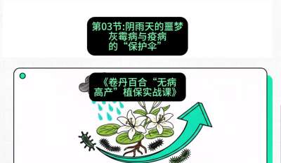 第03节：阴雨天的噩梦&mdash;&mdash;灰霉病与疫病的&ldquo;保护伞&rdquo;，课程：《卷丹百合&ldquo;无病高产&rdquo;植保实战课》#识农AI
