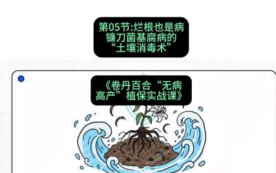 第05节：烂根也是病&mdash;&mdash;镰刀菌基腐病的&ldquo;土壤消毒术&rdquo; ，课程：《卷丹百合&ldquo;无病高产&rdquo;植保实战课》#识农AI