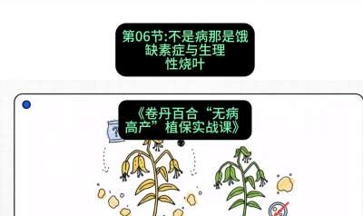 第06节：不是病那是饿&mdash;&mdash;缺素症与生理性烧叶 ，课程：《卷丹百合&ldquo;无病高产&rdquo;植保实战课》#识农AI