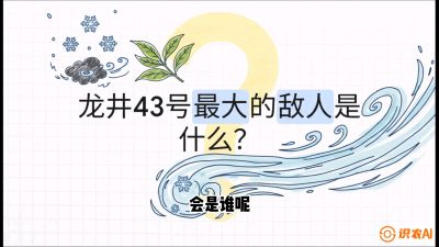 第04节：龙井双璧&mdash;&mdash;龙井43与群体种的差异化护养（重点），课程：《茗茶卫士&mdash;&mdash;茶叶病虫害绿色防控实战课》#识农AI