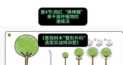 第04节：网红&ldquo;棒棒糖&rdquo;&mdash;&mdash;单干高杆植物的速成法，课程：《景观树木&ldquo;整形外科&rdquo;造型实战特训营》#识农AI