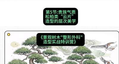 第05节：贵族气质&mdash;&mdash;松柏类&ldquo;云片&rdquo;造型的层次美学，课程：《景观树木&ldquo;整形外科&rdquo;造型实战特训营》#识农AI