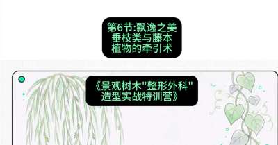 第06节：飘逸之美&mdash;&mdash;垂枝类与藤本植物的牵引术，课程：《景观树木&ldquo;整形外科&rdquo;造型实战特训营》#识农AI