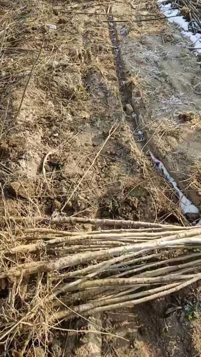 出售臭椿苗，巨峰葡萄苗。药用连翘苗，科研五号优质种苗，2/5年苗，药用连翘树，挂果树，全国包邮到家！财富密码18534302961