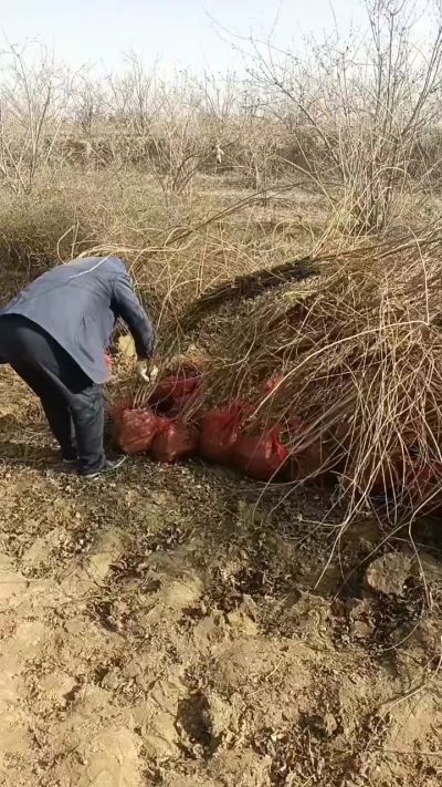 出售药用连翘苗，科研五号优质种苗，2/5年苗，药用连翘树，挂果树，全国包邮到家！财富密码18534302961出售药用连翘苗，科研五号优质种苗，2/5年苗，药用连翘树，挂果树，全国包邮到家！财富密码1