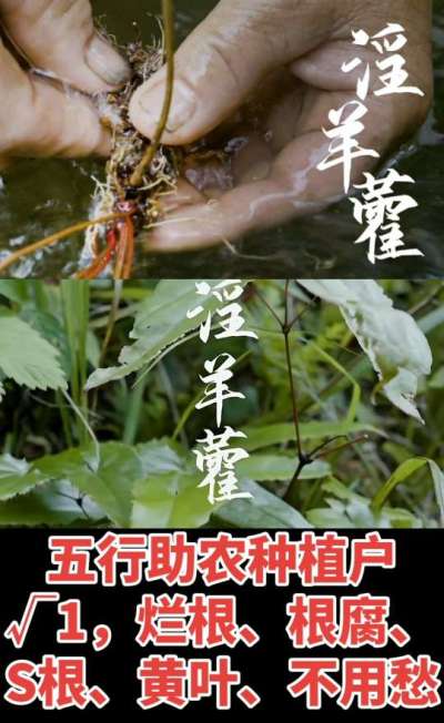 177，1907，0725，V 同号
1  老乡们！种淫羊藿不用乱买肥，咱这款专用肥，针对淫羊藿习性配的，壮苗防烂根，采收多卖钱，用过都回头！
2  咱种淫羊藿图的就是省心高产！专用肥薄肥勤施，苗不烧