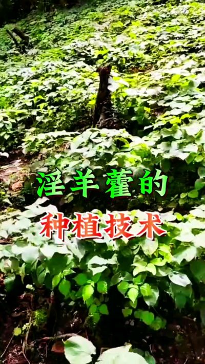 揭秘&ldquo;仙草&rdquo;淫羊藿的种植密码！耐严寒耐贫瘠，林下套种不占耕地，管理简单还能套种其他作物，一亩地的投入两亩地的收益～ 想返乡创业的赶紧码住！ #淫羊藿种植技术 #返乡创业项目 #药材种植指南 #农业新风