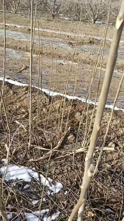 臭椿苗，一年苗，需要联系我，全国包邮到家。18534302961