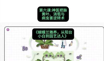 第六节：神医把脉：黄叶、消苞与病虫害逆转术，课程：《蝴蝶兰雅养六讲：从阳台小白到园艺达人》#识农AI